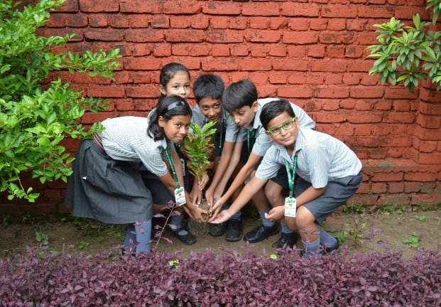 Tree Plantation on the...
